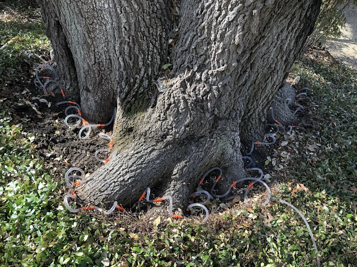 Detailed Tree Cabling and Bracing job site in Rocky
