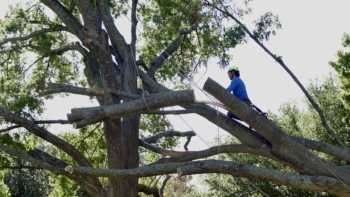 Professional Crown Thinning performed by certified arborists in Rocky