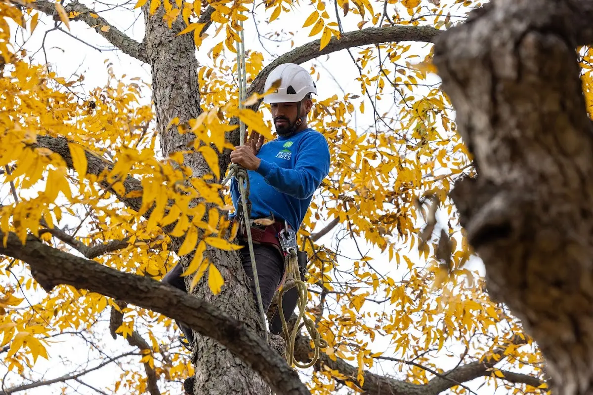 Skilled Tree Pruning crew working in Rocky